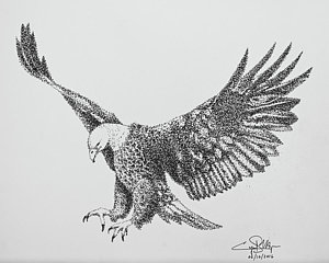300x240 Bald Eagle Drawings Fine Art America - Eagle Sketch Drawing