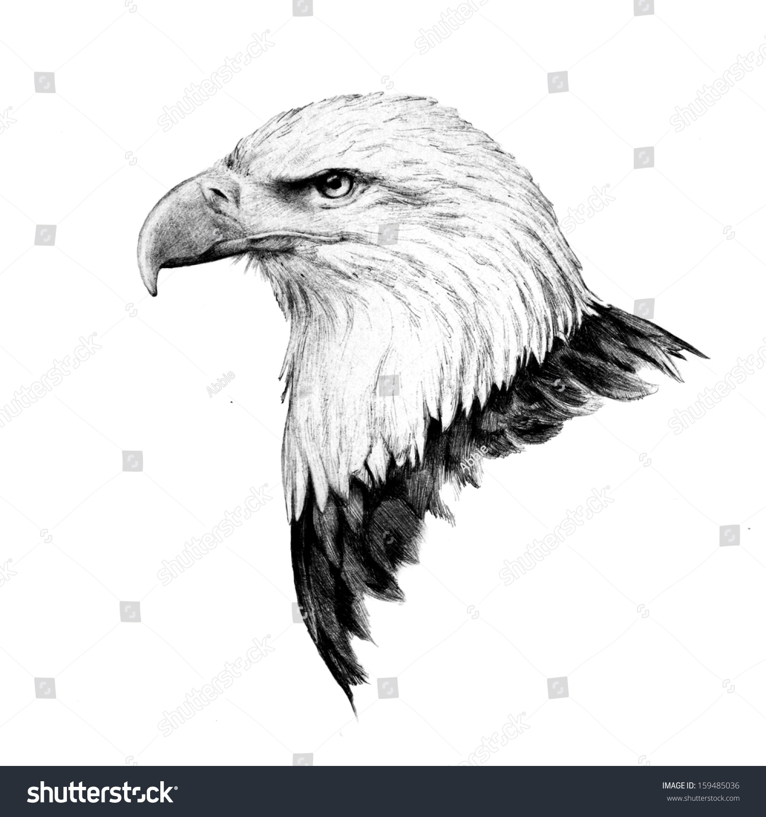 1500x1600 Bald Eagle Sketches Drawings Bald Eagle Head Sketch Detailed Side - Eagle Sketch Drawing