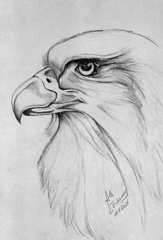 Eagle Sketch Images