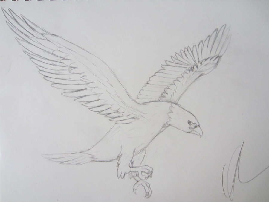 900x675 Bald Eagle Sketch By Shadowfox777 - Eagle Sketch Images