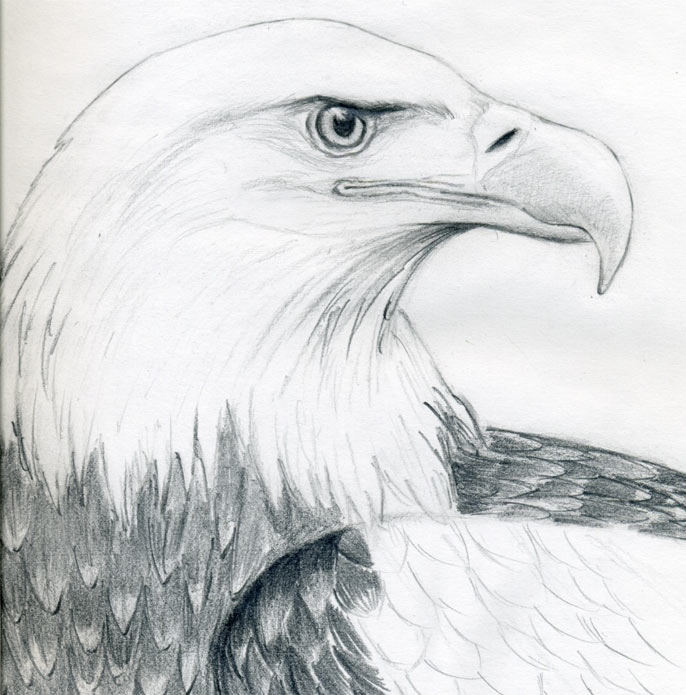686x695 Draw A Bald Eagle - Eagle Sketch Images