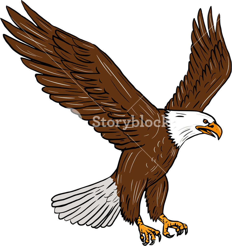 945x1000 Drawing Sketch Style Illustration Of Bald Eagle Flying Wings - Eagle Sketch Images