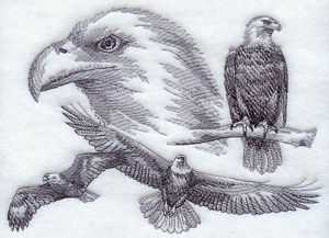 300x217 Eagle Sketch - Eagle Sketch Images