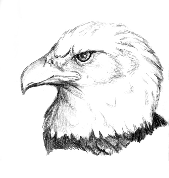 Eagle Sketch Images at PaintingValley.com | Explore collection of Eagle ...