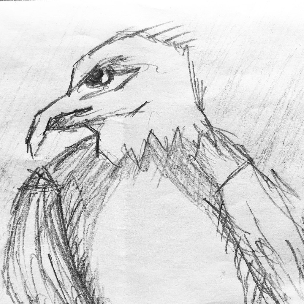 1024x1024 Eagle Sketch. Howard J - Eagle Sketch Images