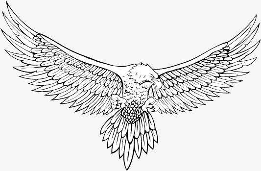 533x349 Vector Sketch Eagle, Sketch Vector, Eagle Vector, Sketch Png And - Eagle Sketch Images