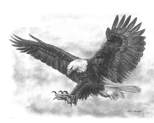 650x520 Eagle Sketch - Eagle Sketch Images