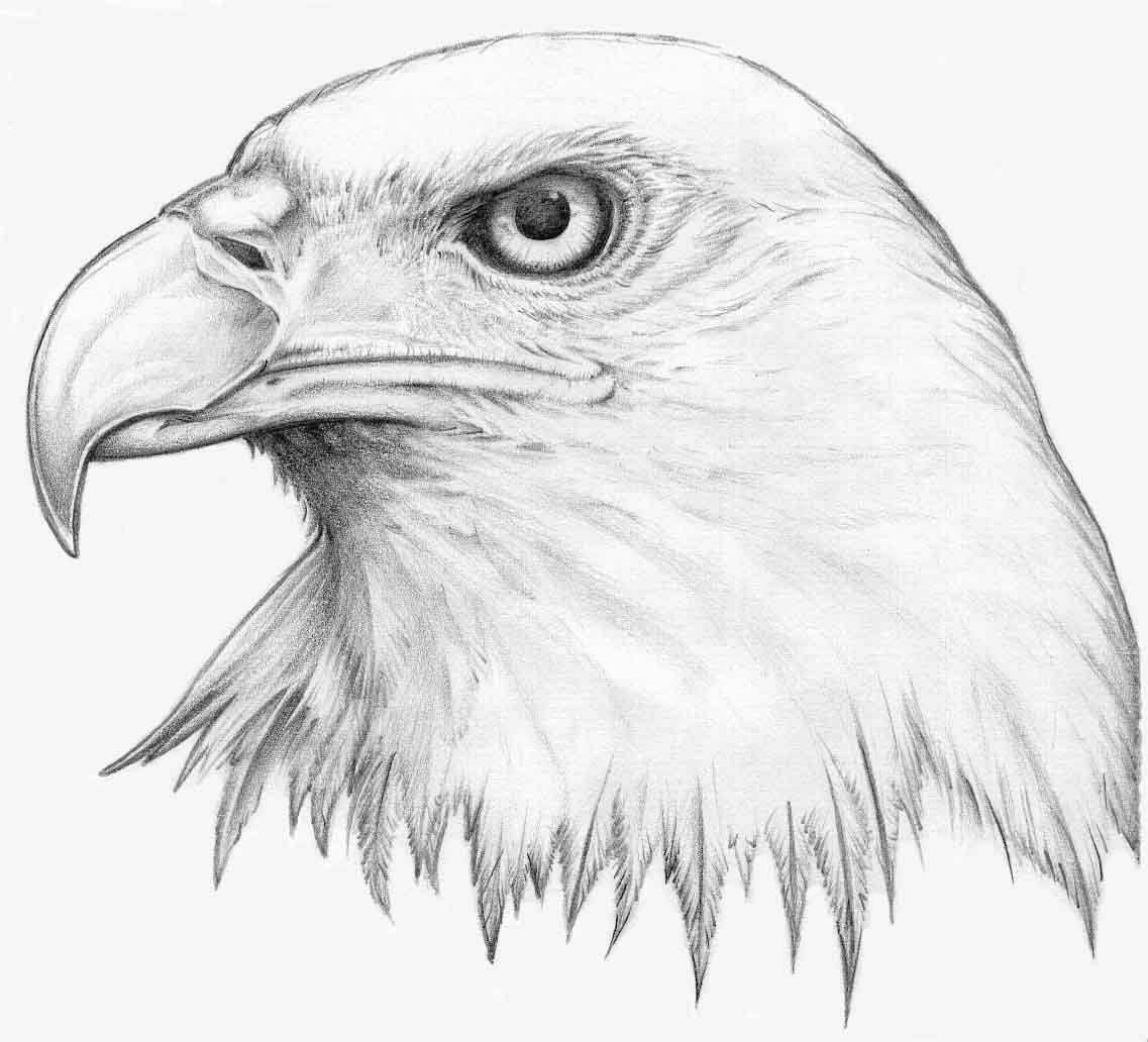 1137x1032 How To Draw Eagles Eagles Eye By H3llb0und Traditional Art - Eagle Sketch Images