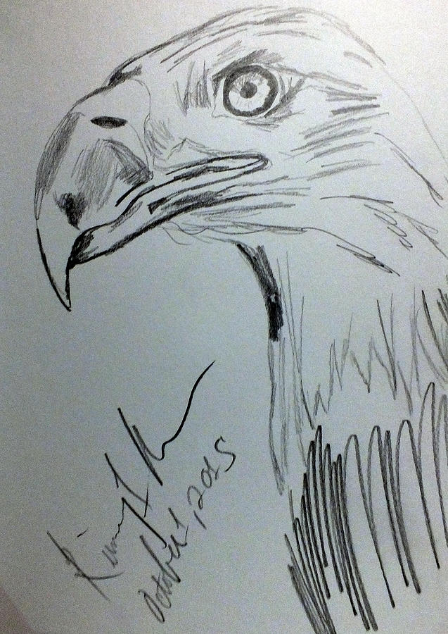 637x900 Bald Eagle Sketch Drawing By Kimmary Maclean - Eagle Sketch Images
