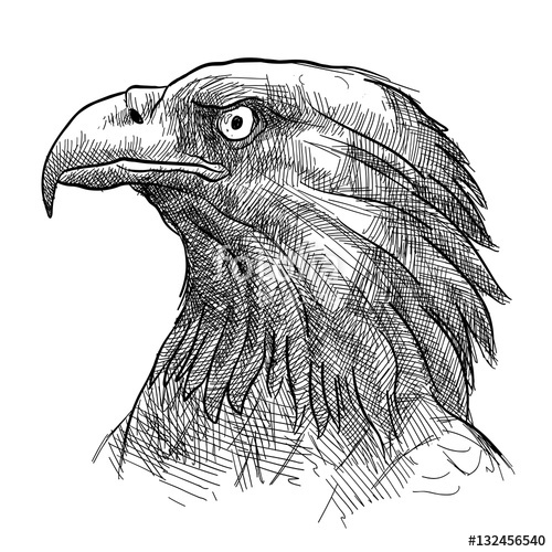 Eagle Sketch Tattoo at PaintingValley.com | Explore collection of Eagle ...