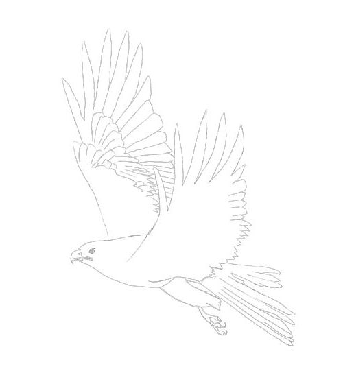 500x541 Eagle Drawing Tutorial. - Eagle Wings Sketch