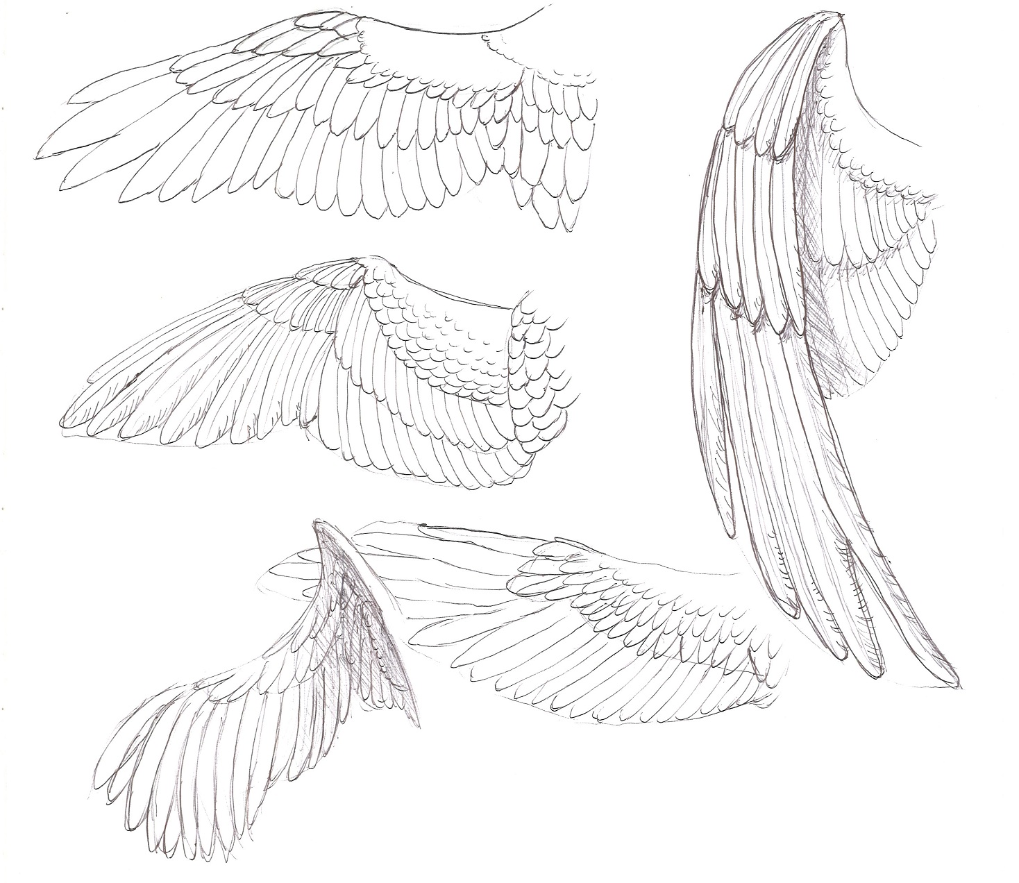 Eagle Wings Sketch at Explore collection of Eagle