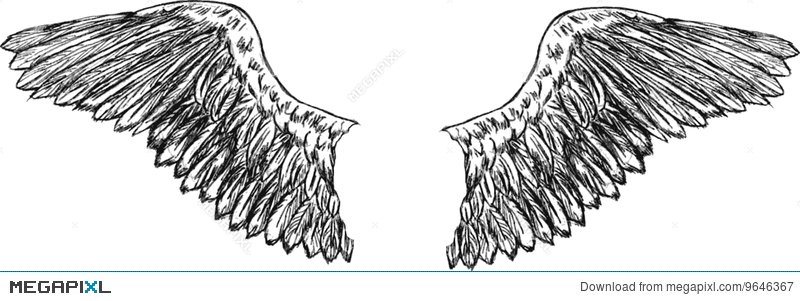 800x301 Eagle Wings Vector Illustration 9646367 - Eagle Wings Sketch