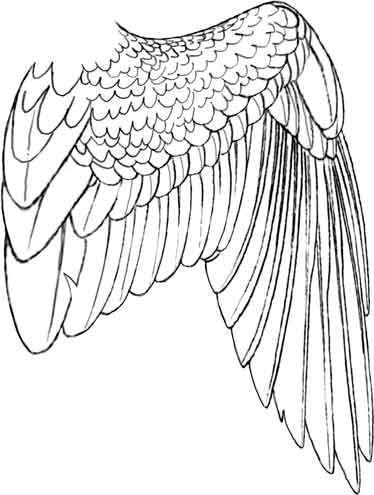 374x495 Collection Of Eagle Wings Drawing Folded High Quality, Free - Eagle Wings Sketch