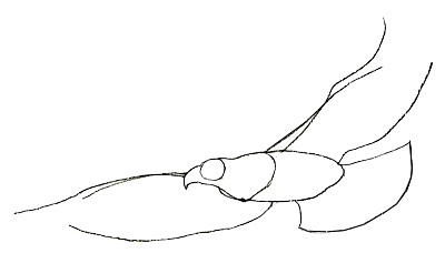 400x228 How To Draw An Eagle - Eagle Wings Sketch