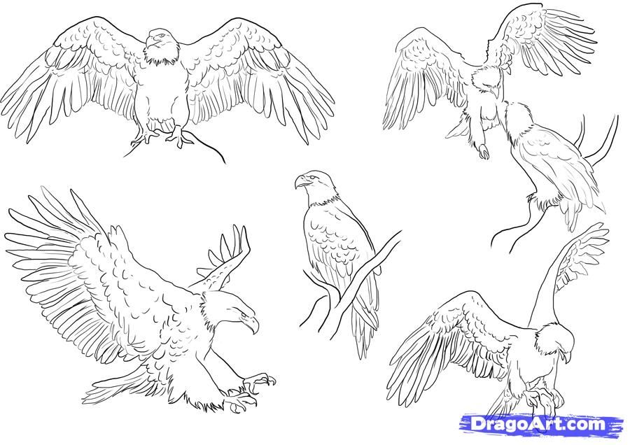 900x636 Drawn Bald Eagle Wings Spread How To Draw Eagles, Draw Bald - Eagle Wings Sketch