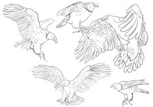 302x213 Collection Of Realistic Eagle Wings Drawing High Quality - Eagle Wings Sketch