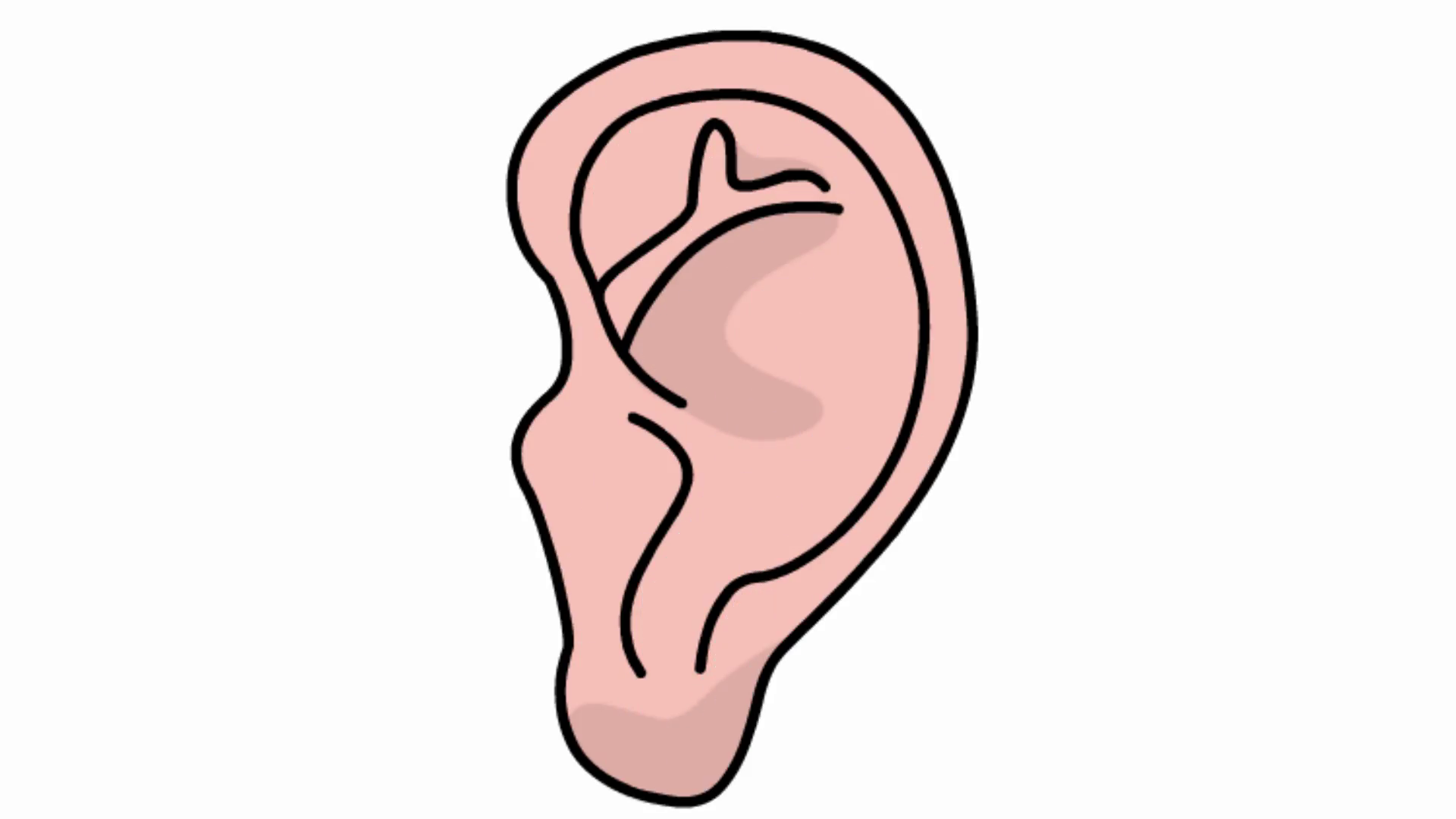 1920x1080 Ear Sketch Illustration Hand Drawn Animation Transparent Motion - Ear Sketch
