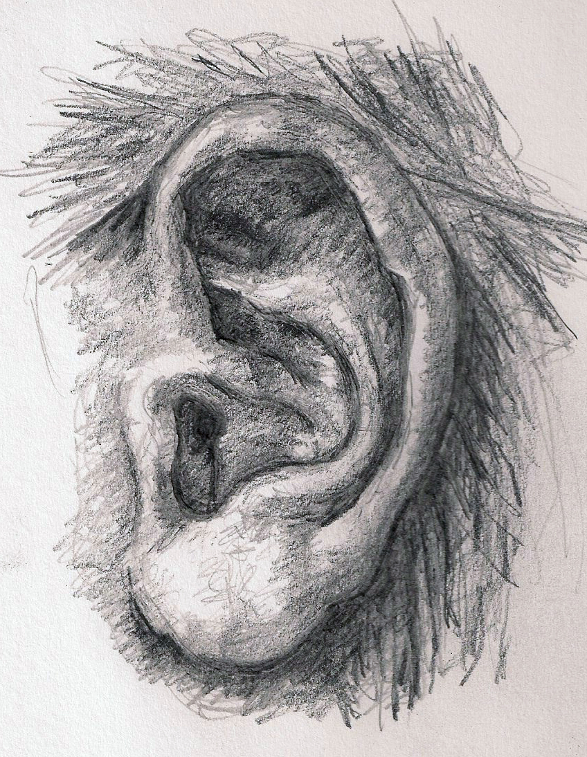 pencil sketch of human ear