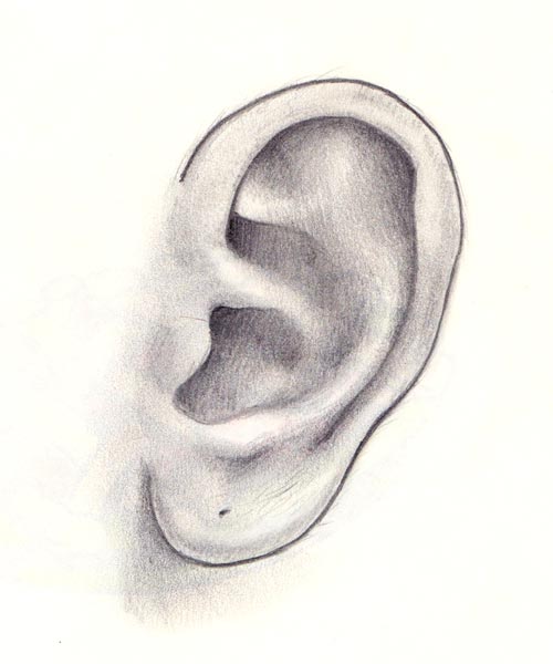 Ear Sketch at PaintingValley.com | Explore collection of Ear Sketch