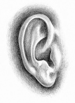 320x434 Ear Sketch, 31017. Art 1 Inspiration Draw - Ear Sketch