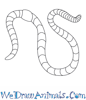 300x350 How To Draw A Worm - Earthworm Sketch