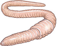 199x162 Observation Of A Living Earthworm - Earthworm Sketch