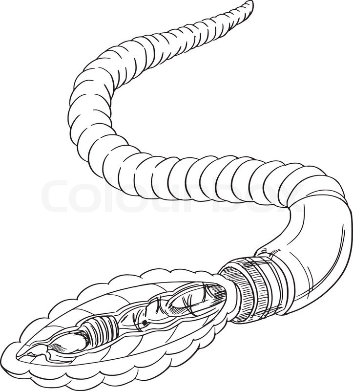 723x800 Sketch Of Earthworm Anatomy Stock Vector Colourbox - Earthworm Sketch