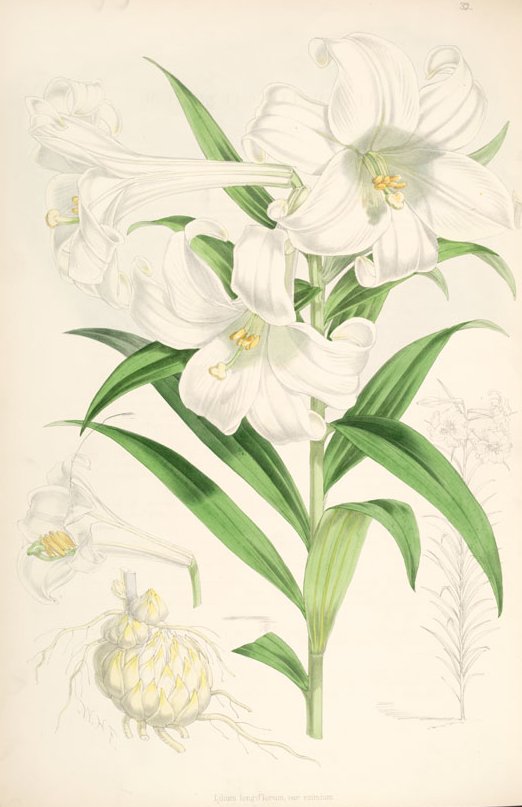 522x807 Filelilium Longiflorum - Easter Lily Sketch
