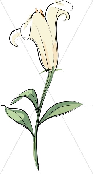 328x612 Lily Flower For The Easter Altar Church Flower Clipart - Easter Lily Sketch