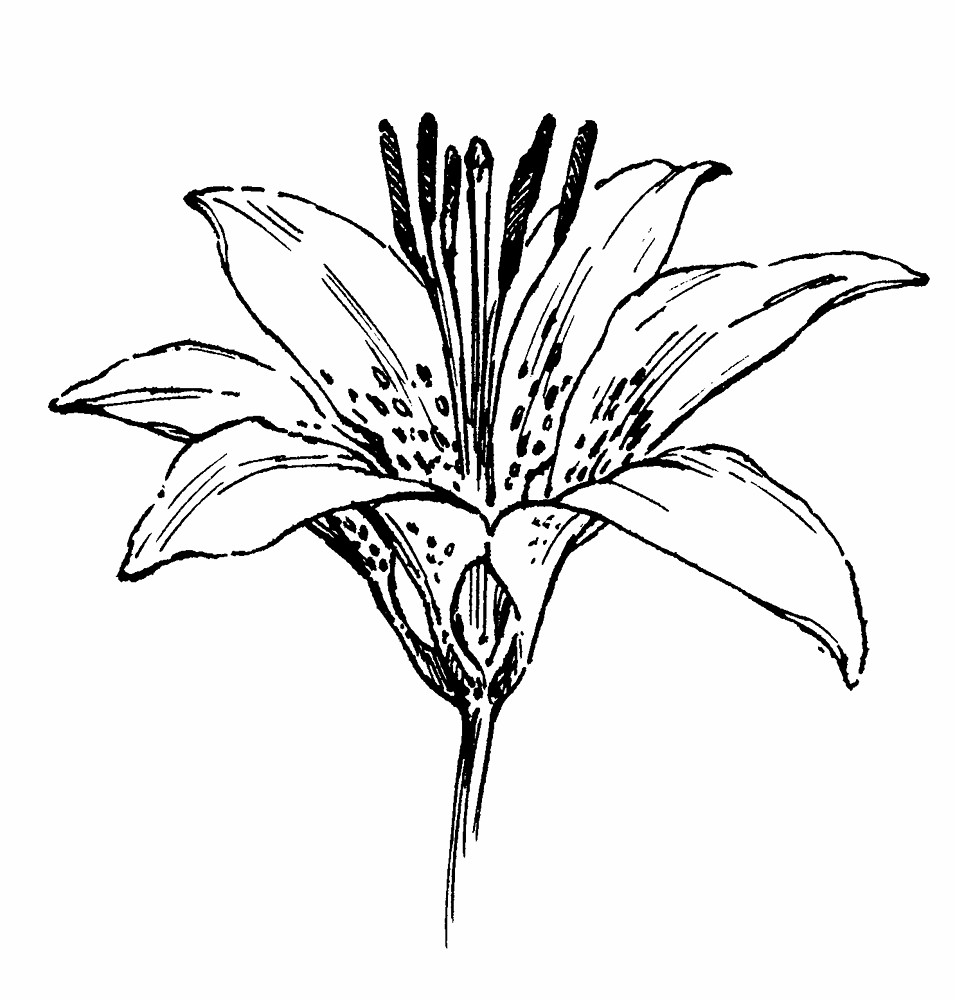 955x1000 Lily Clipart Drawing ~ Frames ~ Illustrations ~ Hd Images ~ Photo - Easter Lily Sketch