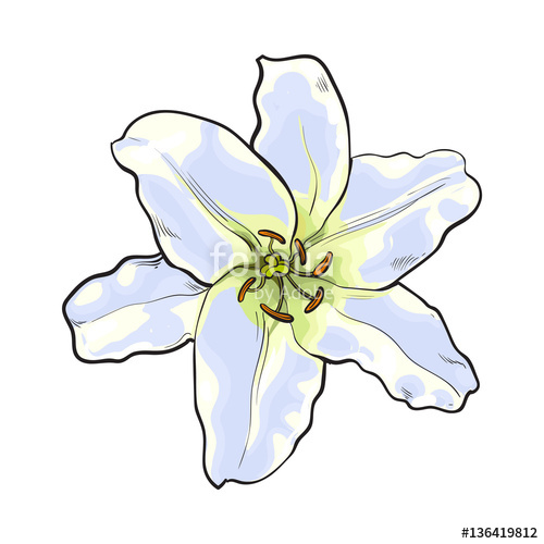 500x500 Single Hand Drawn White Lily Flower, Top View, Sketch Style Vector - Easter Lily Sketch