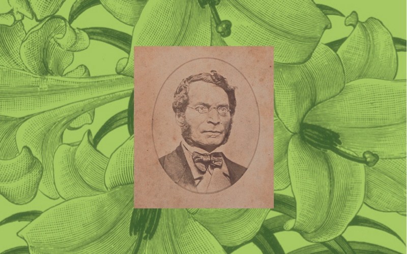 800x500 The Missionary And The Easter Lilies - Easter Lily Sketch