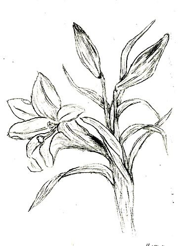 Easter Lily Sketch at PaintingValley.com | Explore collection of Easter ...