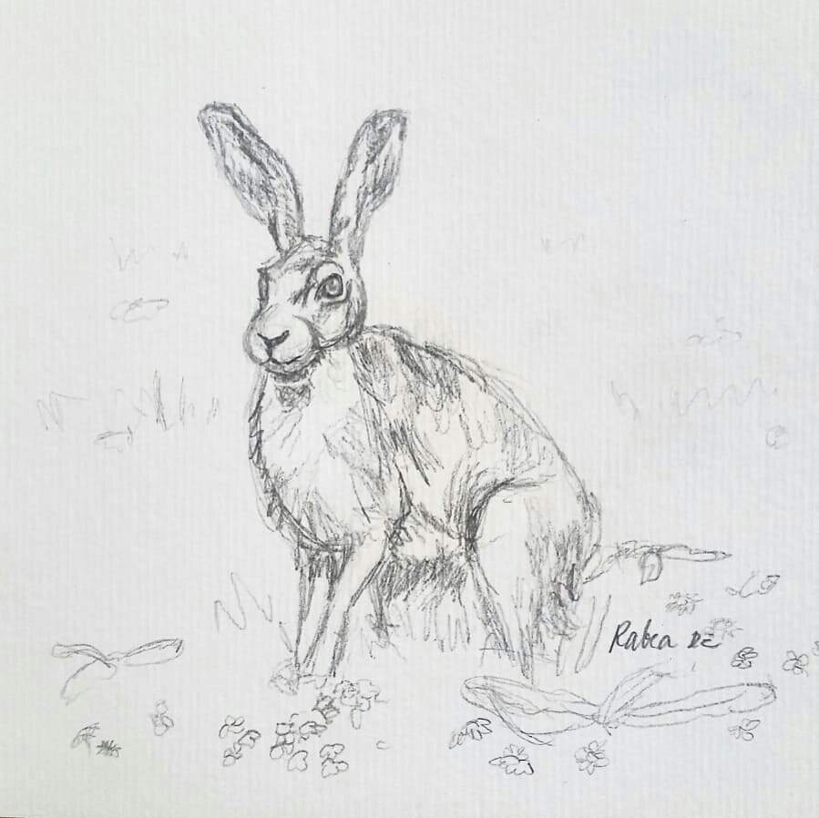 899x898 Easter) Rabbit Sketch Art Amino - Easter Rabbit Sketch