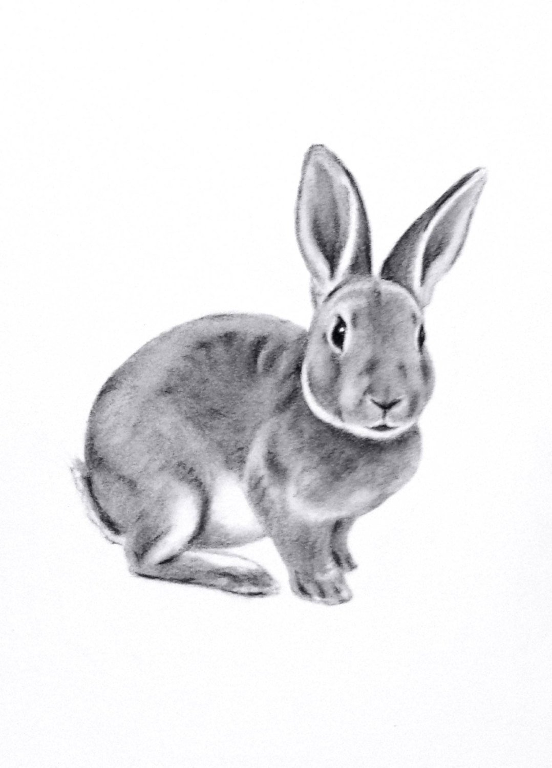 1078x1500 Rabbit Art Original Charcoal 5x7 Rabbit Drawing Etsy - Easter Rabbit Sketch