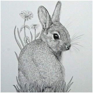 320x320 Rabbit Drawing Tutorial Best Of Original Mounted Pencil Drawing - Easter Rabbit Sketch