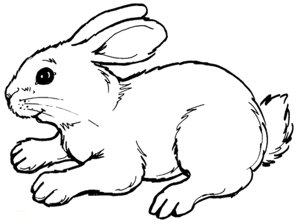 1024x768 Bunny Sketch - Easter Rabbit Sketch