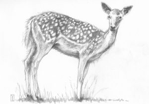 300x210 Pencil Drawing Of Animals Pencil Drawings Of Animals Easy Drawings - Easy Animal Sketches