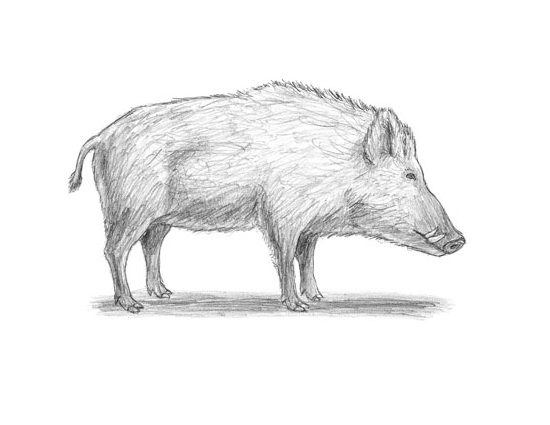 550x425 Home - Easy Animal Sketches