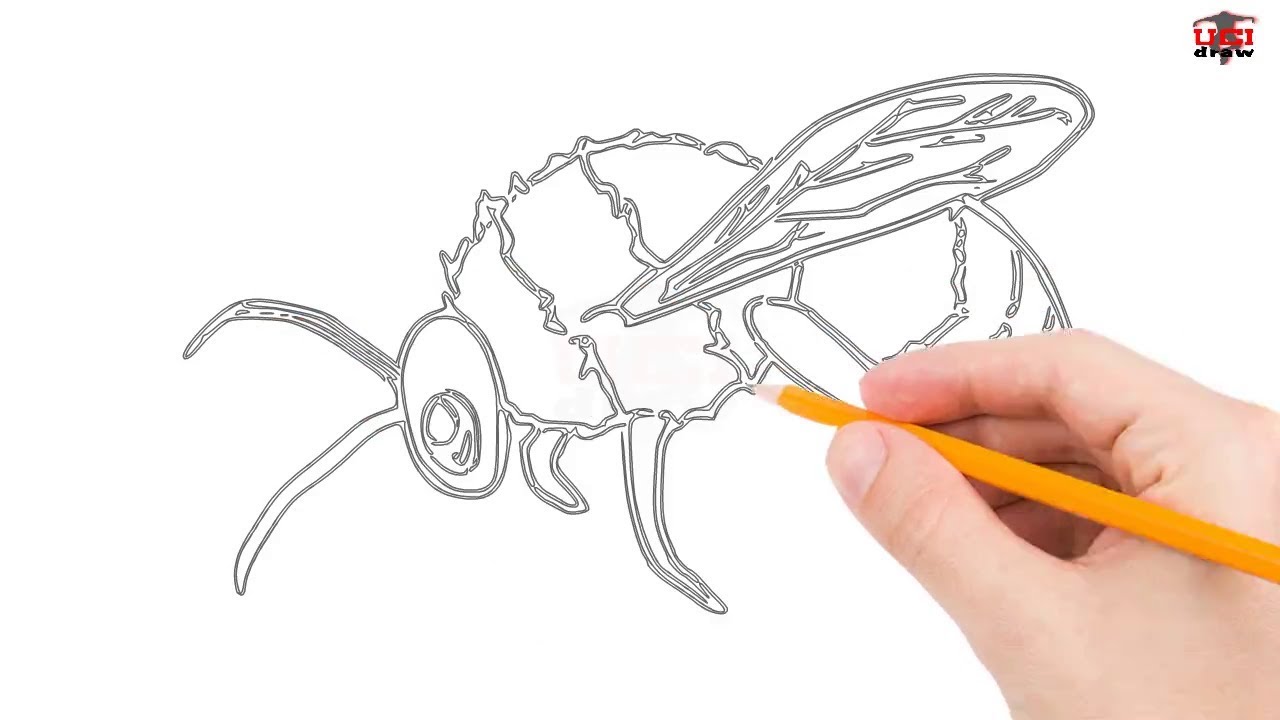 1280x720 How To Draw A Bee Step By Step Easy For Beginnerskids Simple - Easy Bee Sketch