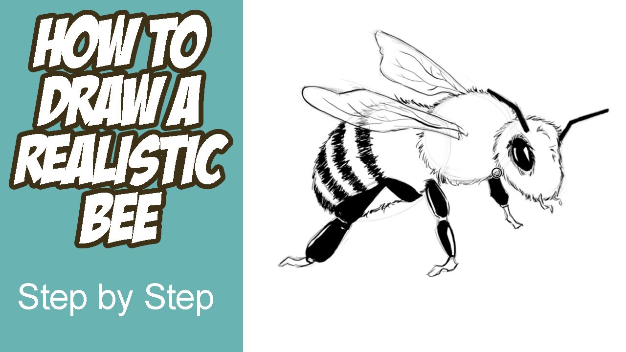 1280x720 How To Draw A Realistic Bee - Easy Bee Sketch