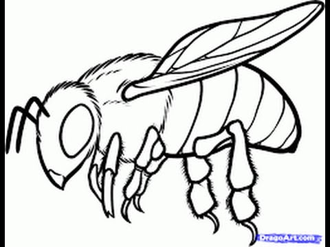480x360 How To Draw A Bee - Easy Bee Sketch
