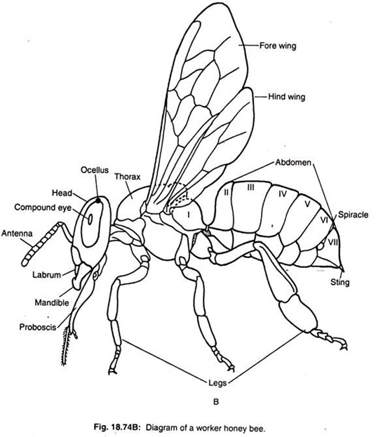 536x623 Notes On Honey Bee (With Diagram) - Easy Bee Sketch