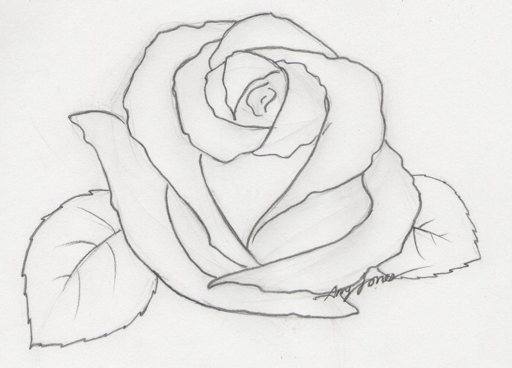 1054x757 Easy Flower Sketches In Pencil Our Healthy - Easy Flower Sketches