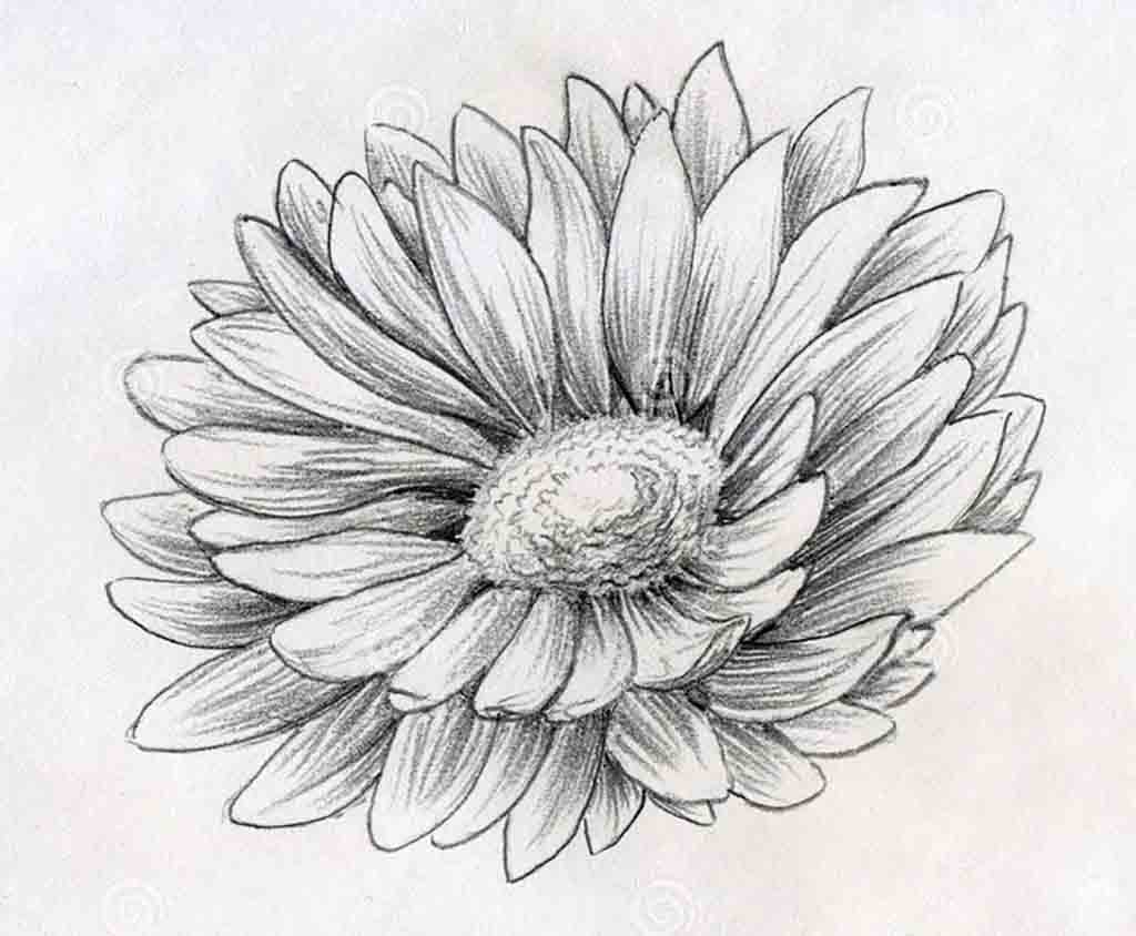 1024x844 Drawing Flowers With Pencil Easy Flower Sketches In Pencil Easy - Easy Flower Sketches