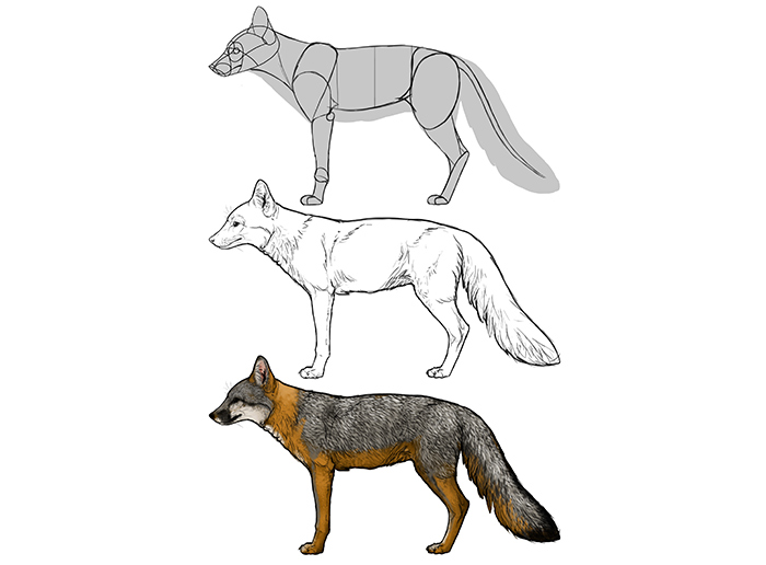 700x516 How To Draw A Fox Step By Step - Easy Fox Sketch