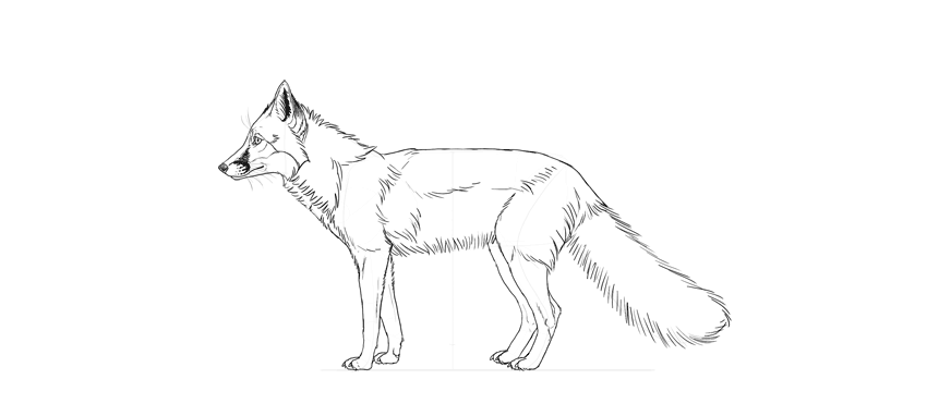 850x382 How To Draw A Fox Step By Step - Easy Fox Sketch