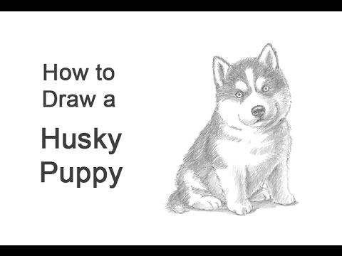 480x360 How To Draw A Puppy (Husky) - Easy Husky Sketch