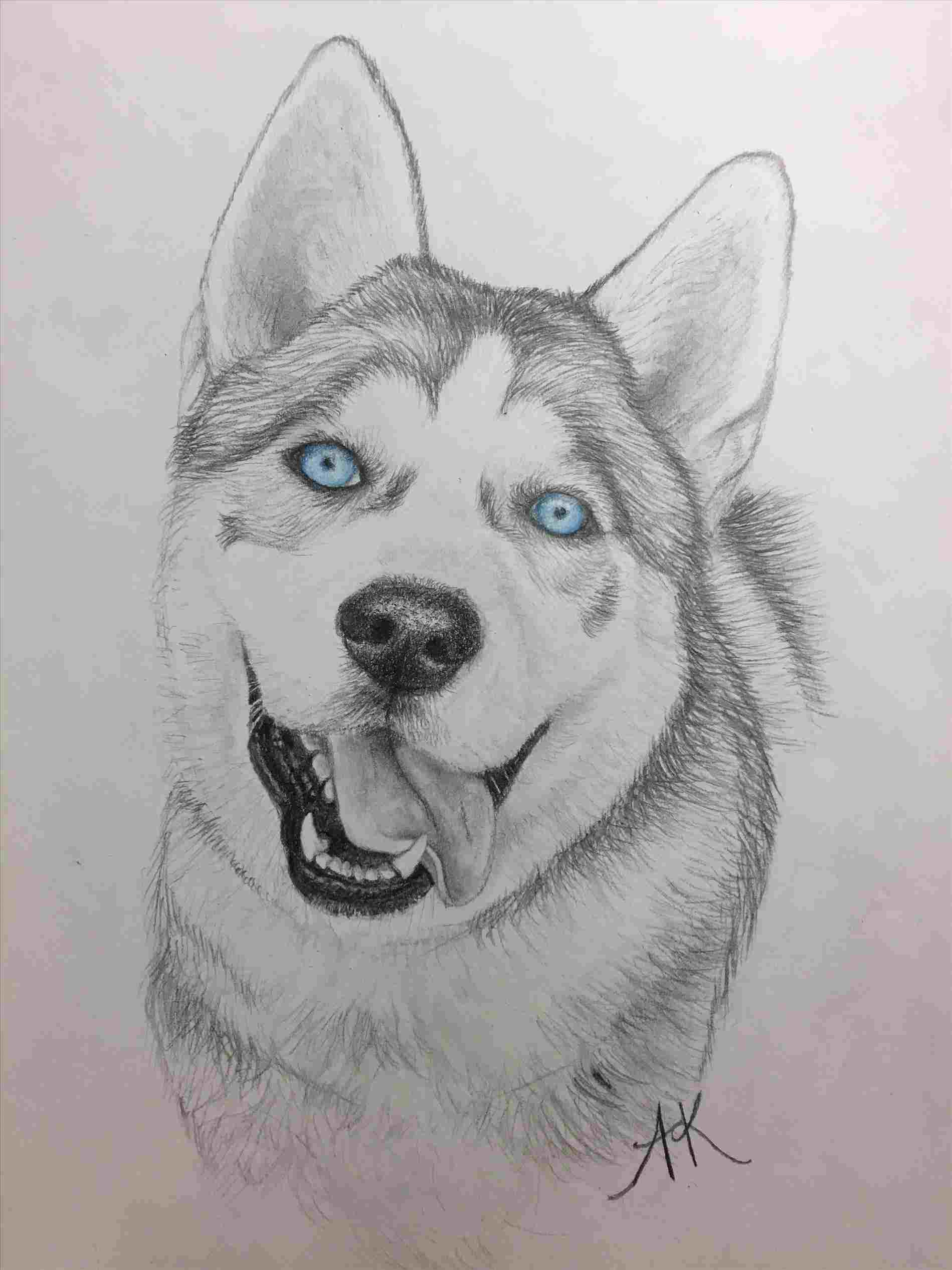 Easy Husky Sketch at Explore collection of Easy